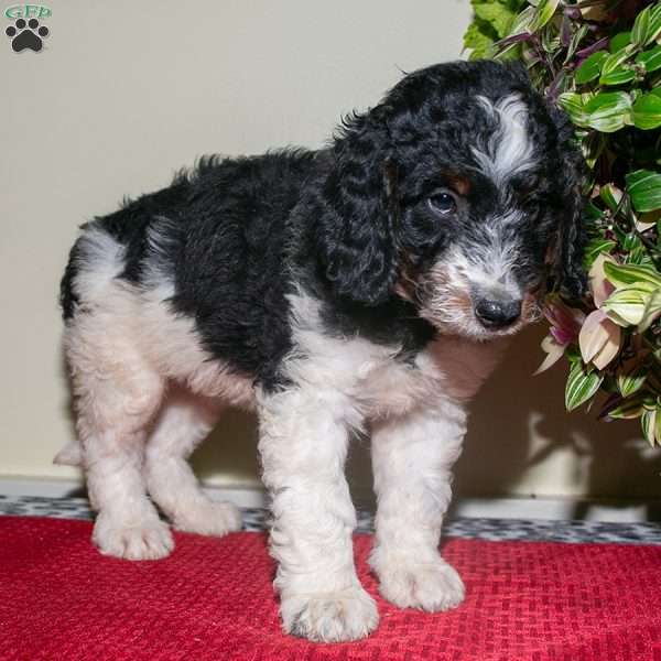 Mickey, Mini Bernedoodle Puppy